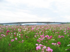 不知火橋とコスモス