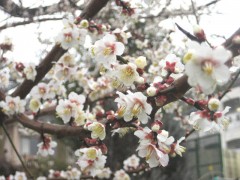 雨に濡れる白梅。