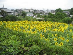 梅雨空に向日葵