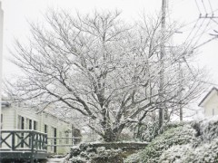 ヒュッゲ桜も雪化粧。