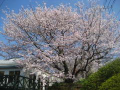 うん、満開。