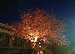 夜桜お七。