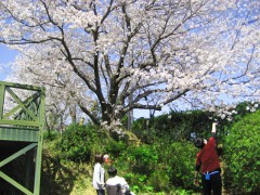 桜とひと。