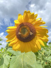 空と蜂と向日葵と