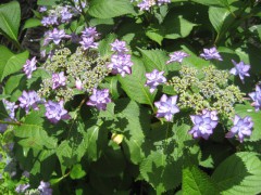 【私のお気に入り☆額紫陽花】