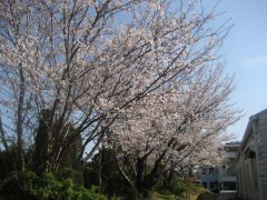 奇跡のヒュッゲ桜