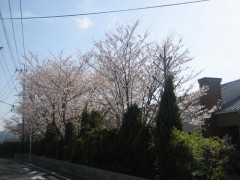 奇跡のヒュッゲ桜