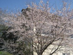 食堂桜