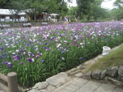 見渡すかぎり、菖蒲・しょうぶ・ショウブ…